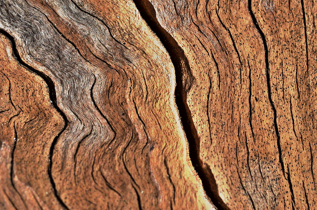 a beautiful photo of a tree's wood grain