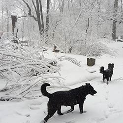 two black dogs running in the snow