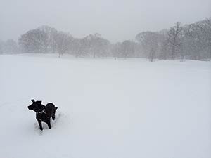 a black dog walking through windy snow
