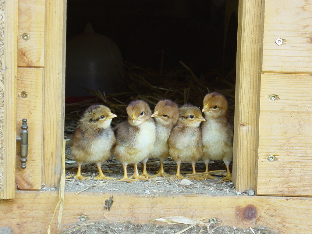 baby chicks