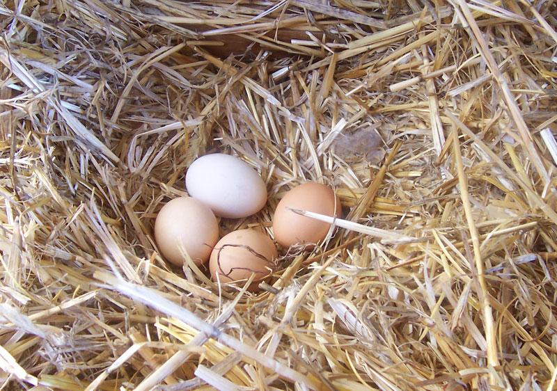 beautiful photo of a nest of eggs