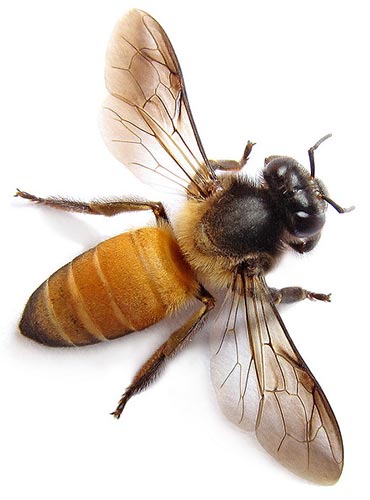 honey bee